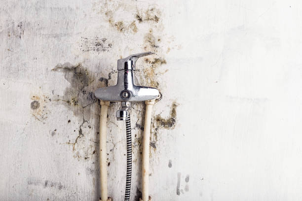 Best Mold Removal Company Near Me  in Woods Hole, MA