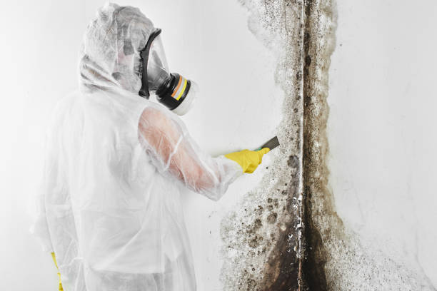 Attic Mold Removal in Woods Hole, MA