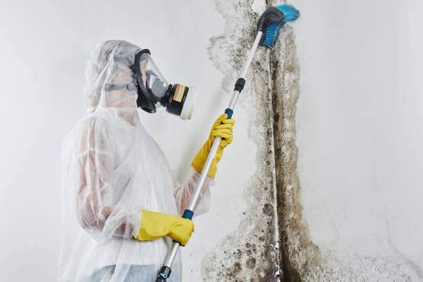 Best Home Mold Removal  in Woods Hole, MA