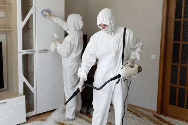 Best Affordable Mold Removal  in Woods Hole, MA