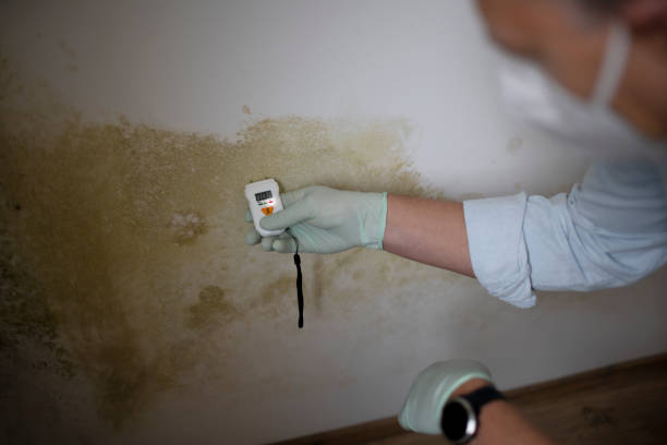 Professional Mold Removal in Woods Hole, MA