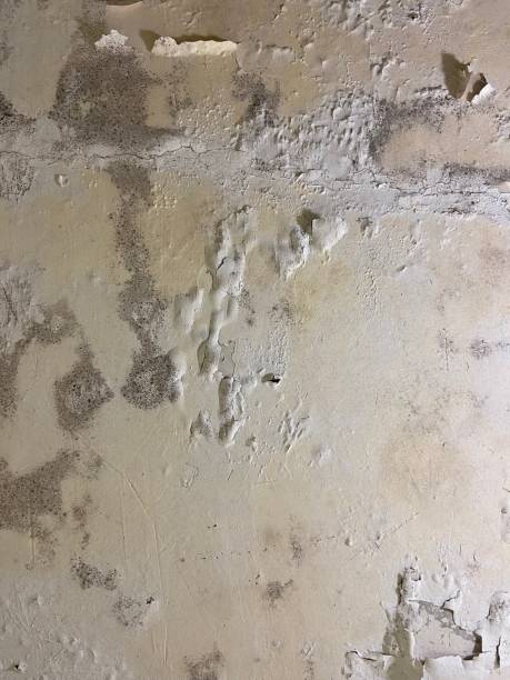 Best Toxic Mold Removal  in Woods Hole, MA