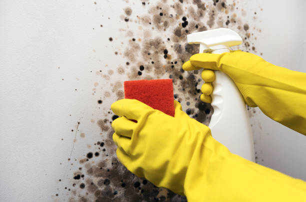 Best Mold Testing  in Woods Hole, MA