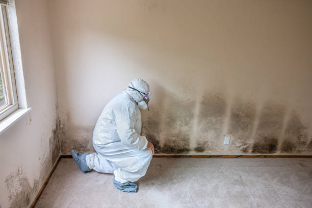 Best Local Mold Removal Service  in Woods Hole, MA