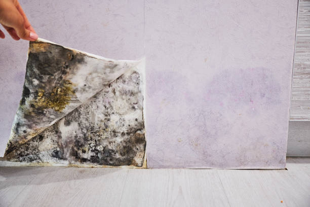 Best Black Mold Removal  in Woods Hole, MA